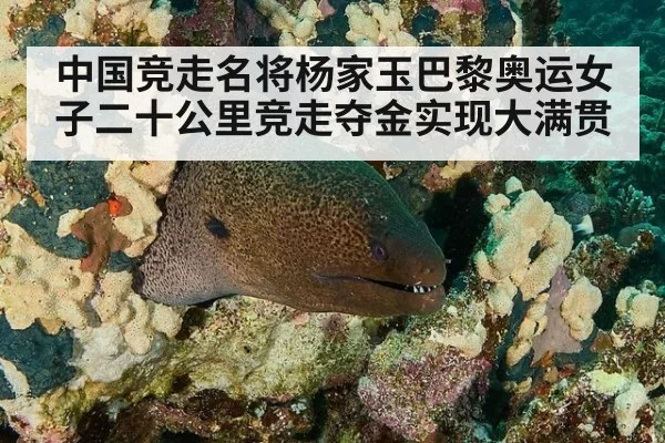 中国竞走名将杨家玉巴黎奥运女子二十公里竞走夺金实现大满贯